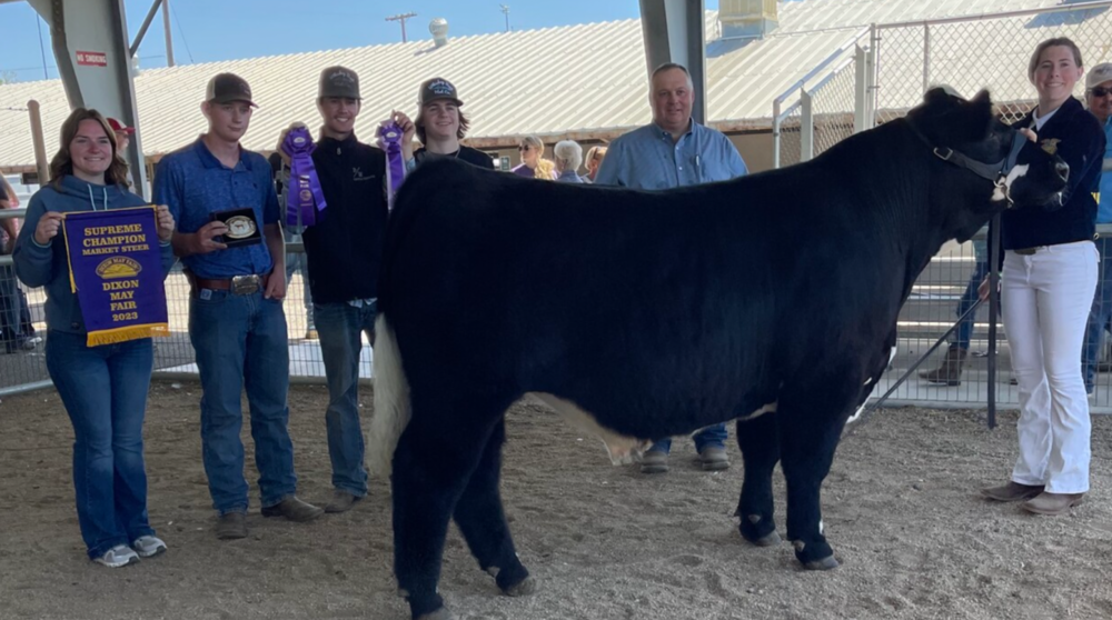 Students take a photo with steer at a fair